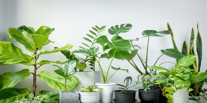 Air Pure plants Air Purifying Plants for a Healthier Home